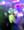 Nubdao, photo blurred until you sign in